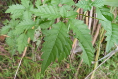 Vitex negundo cannabifolia