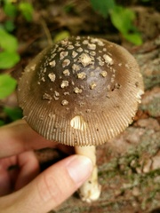 Amanita sororcula