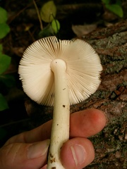 Amanita sororcula