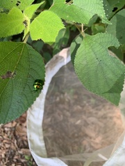 Lamprocoris lateralis