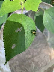 Lamprocoris lateralis