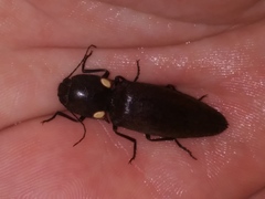 Ignelater havaniensis