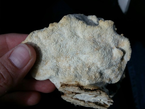 Trametes suaveolens image