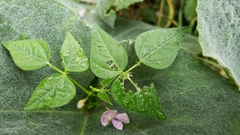 Phaseolus acutifolius