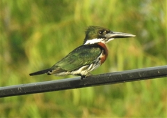 Chloroceryle amazona