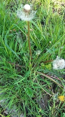 Taraxacum brabanticum