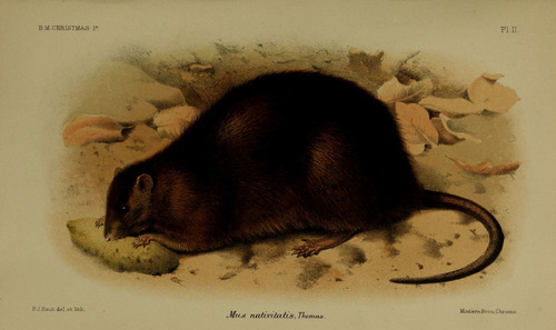 Bulldog Rat (Rattus nativitatis), listed as Extinct on the IUCN Red List