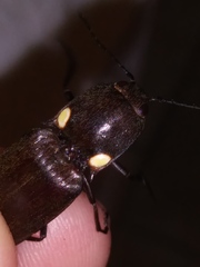 Ignelater havaniensis