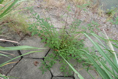 Vitex negundo cannabifolia