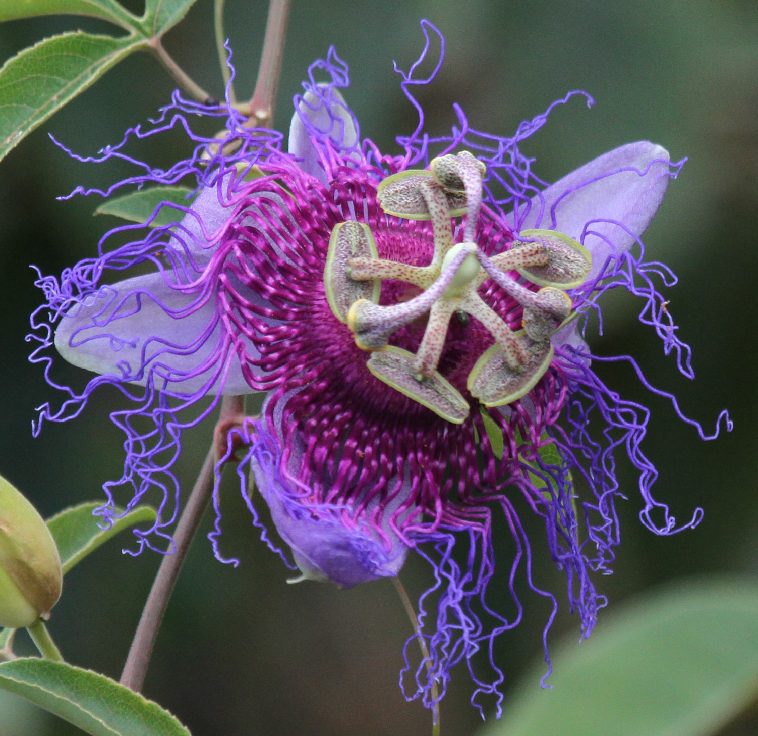 Passiflora cincinnata