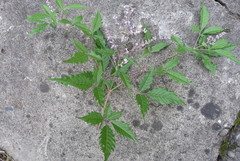 Vitex negundo cannabifolia