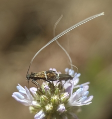 Adela singulella