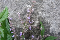 Vitex negundo cannabifolia