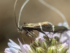 Adela singulella