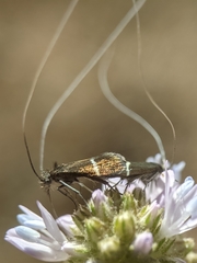 Adela singulella