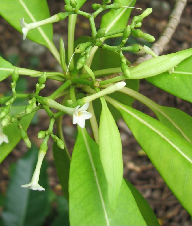 Rauvolfia nukuhivensis