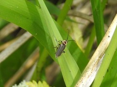 Atalantycha dentigera