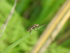 Atalantycha dentigera