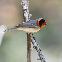 Red-Faced Warbler photo 3