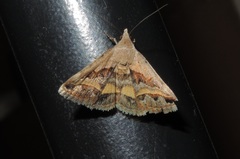 Acantholipes