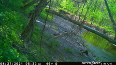 Haliaeetus leucocephalus washingtoniensis