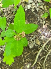 Asclepias quadrifolia