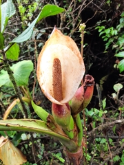 Xanthosoma undipes