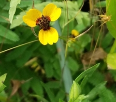 Rudbeckia amplexicaulis