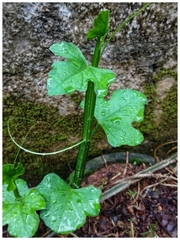 Cissus quadrangularis