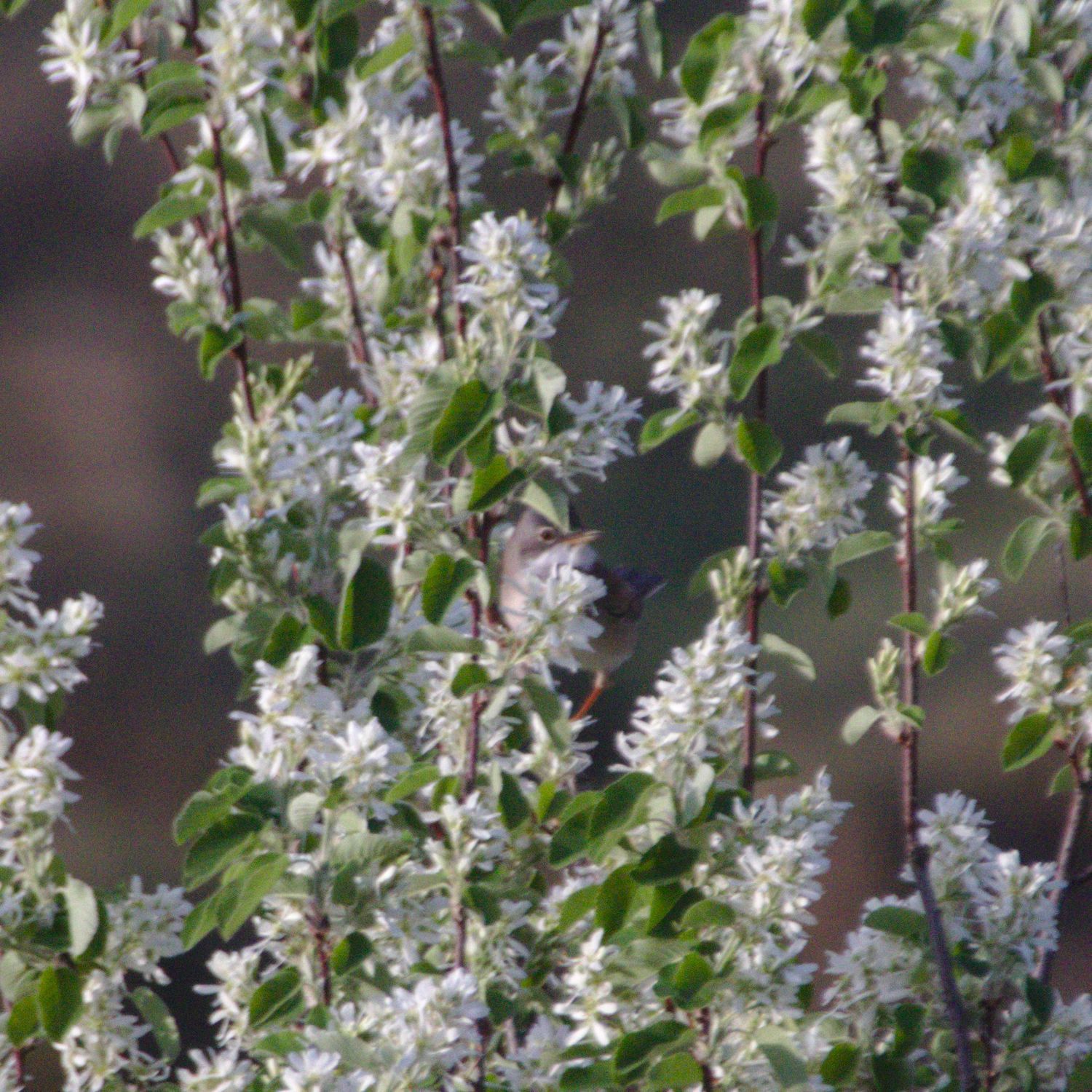 Common Whitethroat