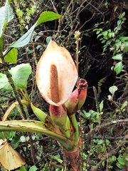 Xanthosoma undipes
