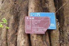 Ficus lacor
