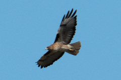 Buteo jamaicensis