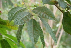 Ficus lacor