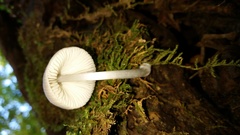 Mycena niveipes