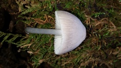 Mycena niveipes