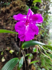 Sobralia amabilis