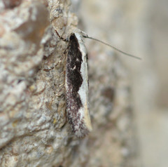 Agnippe prunifoliella