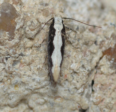 Agnippe prunifoliella