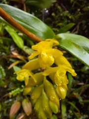 Epidendrum barbae image