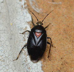 Deraeocoris sayi