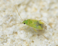 Keltonia tuckeri