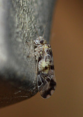 Ptycta polluta