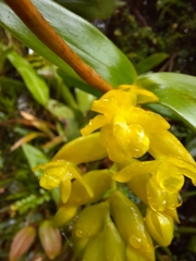 Epidendrum barbae