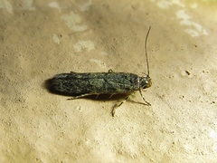 Bryotropha