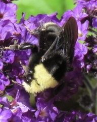 Bombus vosnesenskii