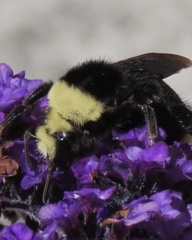 Bombus vosnesenskii