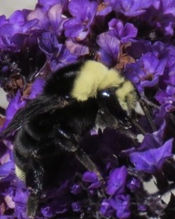 Bombus vosnesenskii
