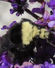 Bombus vosnesenskii