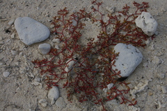 Sesuvium edmonstonei